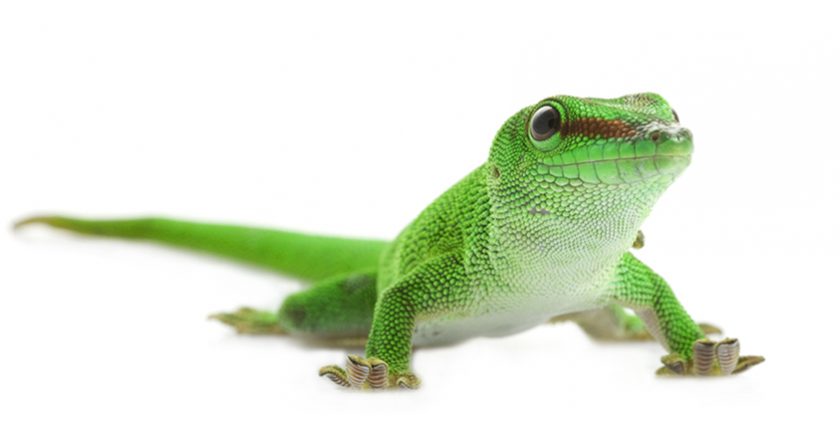 gecko